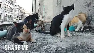 Small fish maybe don't be delicious just some cat eat small bite but Brown mommy need chewing fish