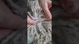 How to deal with Spanish Water dog coat