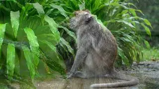 ASMR Monkey Drawing Water from the Well & Watering Plants in the Hut &ndash; Realistic & Satisfying!&rdquo;