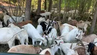 Goat Pruning and Fuel Mitigation Clean Up