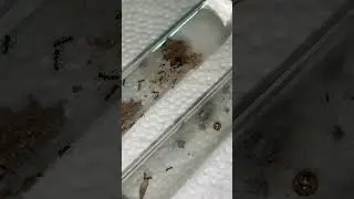 Nanitic size comparison - Dorymyrmex insanus (left) and Tetramorium immigrans (right)