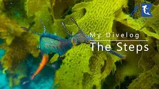 My Divelog - The Steps, Kurnell NSW (Weedy Seadragon) - Sydney Diving