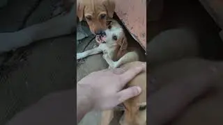 Meet my cutie's guys 🥰 #shorts #doglife #dog #dogshorts #shortsfeed #shortvideo #doglove #dogs