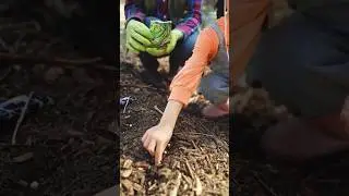 growing peach garden frist time #peach#shorts