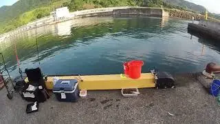 トリックサビキ釣り　2025　6月下旬