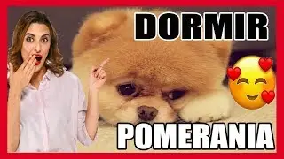 MÚSICA para DORMIR perros POMERANIA | FUNCIONA¡