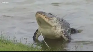 Alligator attack at Lake Marion kills woman