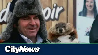 Groundhog Day gone wrong in Quebec