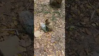 Monkey Daily Activity Around Angkor Wat Temple - Temple Daily Monkey - Esp 425