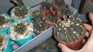 Зимовка кактусов, альтернатива. #cactus #кактус