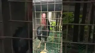 video 7bae4cfb c4be 476f a7b2 d4f7cc47bacb 1664582659