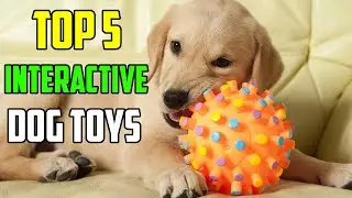 Interactive Dog Toys Review: Best Interactive Dog Toys: Top 5 Interactive Dog Toys 2021
