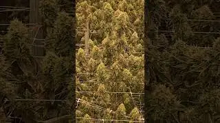 2023 Ghost OG !!!
