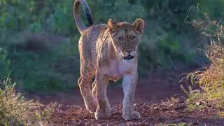 Wildpix trailer Zimanga 1080p