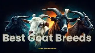 Best goat breeds for milk production । Goat breeds with highest milk ।