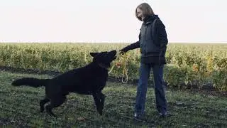 Off Leash Freedom 1