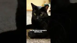 Mhm🥲 #cat #kitten #mood #vibe #relatable #leonthecatdad #relationship #cute #catlover #adorable