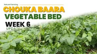 Natural Farming | Chowkabara Week 6 Update - Vegetable bed by Aikanthika