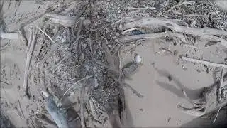Clean up Hellhole beach after the big floods Queensland Australia 6th11th 7 2019