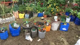 Macetohuerto en casa. Parte 1