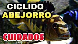 Cuidados del ciclido abejorro | Pseudotropheus crabro