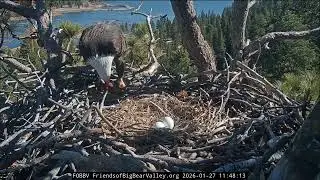 Shadow had a nice meal then incubate for 4 hours | 1.27.26