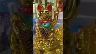 Happy golden Cat #youtubeshortsvideo #amazing #trendingshorts #goldencat