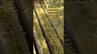 Best honey is natural honey in beehives of Ukrainian beekeeper Vasyl Priyatelenko, Kyiv, Ukraine.