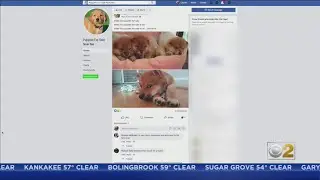Man Trying To Buy Puppy For His Wife Falls Victim To Facebook Scam