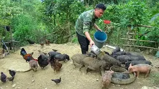 Hard Days Taking Care of the Bigger Pig Herd, Wilderness Alone, Green Forest Wild Boars
