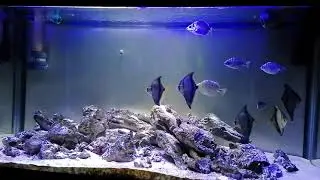 Silver Scat & Mono Aquarium