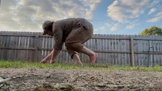 Quadrobics workout: Armadillo walk cycle (warm-up and demonstration)