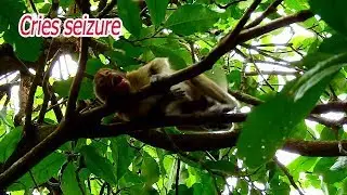 Extremely angry mom..!! Baby monkey cries loudly seizure need mom take care.