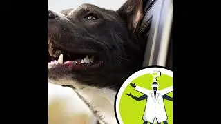Are big dogs smarter than small dogs?