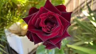 BLACK BEAUTY ROSE Blooming DAY1-DAY7 || Music YOU #Relaxing-music