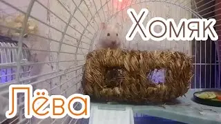 Хомяк Лёва #хомяки 