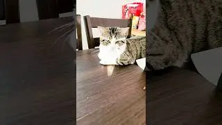 Angry Kuro #cat #funnycat #fyp