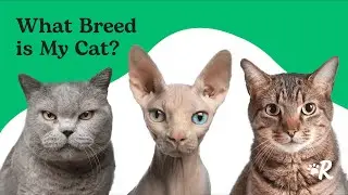 How to Identify Your Cat's Breed with Rover: Physical Traits & Characteristics Guide