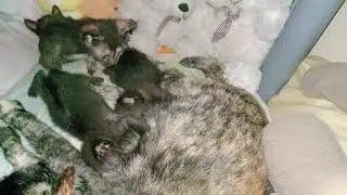 Grandma Cat breastfeeds her grandchildren🥰 #CaringCat #cutekitten🐈😻