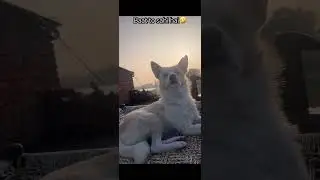 Orio ka baat sahi haii..😂🤣 #funny #comedy #pets #cute #foryou #puppy #youtubeshorts #viral #video