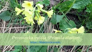 Prvosienka vy&scaron;&scaron;ia