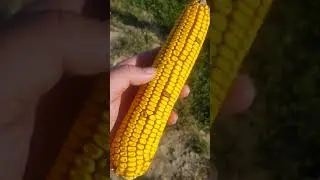 Talking about the Xenia effect in corn. Possible applications with high oil corn!