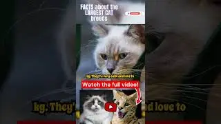 Weird fun facts about the largest cat breeds Part 7 #cat #cats #kitten #animal