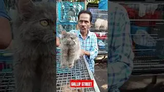 Pet Market Kolkata 😍/lowest price persion cat/Gallif Street cats #shorts #viral #cat #cats #catlover