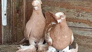 Узбекские бойные голуби (Али Франция) Pigeon culbutant Ouzb&eacute;kistan
