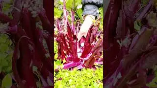 petani desa memetik  batang kelembak merah dengan tangan kosong #shorts