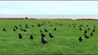 Feeding Crows, Lots of Crow Friends Come to Greet Me, Pigeons Too / Clifftop Crows