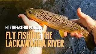Northeastern PA Trout: Fly Fishing the Lackawanna River