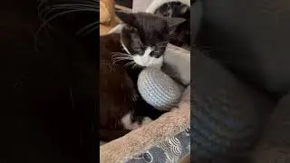Все помою😸 #cats #catshorts #cute #kitten #pets #прикольныекоты #милота #cat