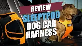 Обзор автомобильной шлейки для собак Sleepypod